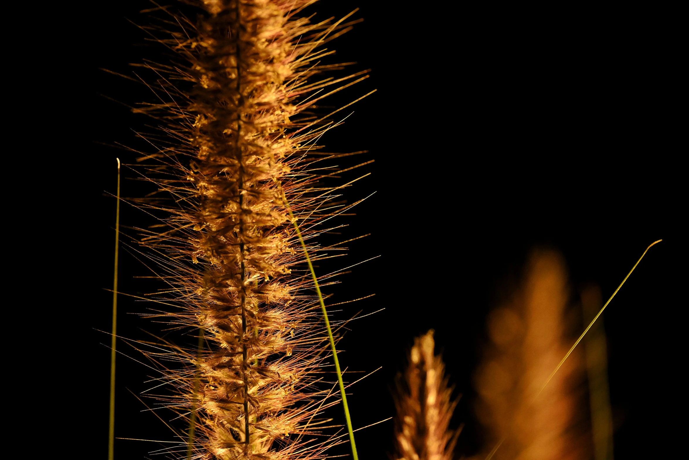 two brown and yellow stalks against a black background