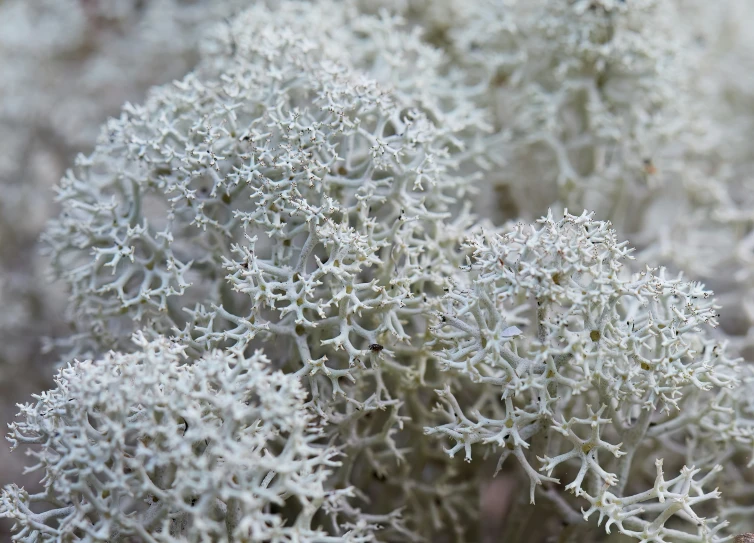 some tiny plants are sprouting through the snow