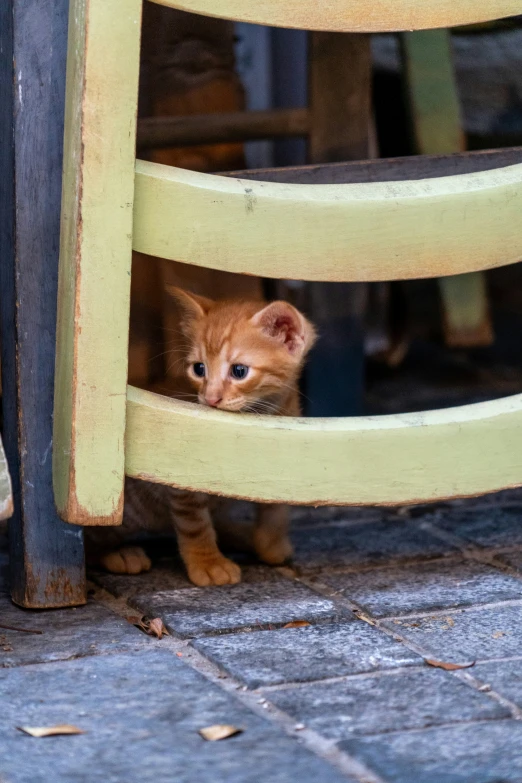 a cat peering out from between a chair and table