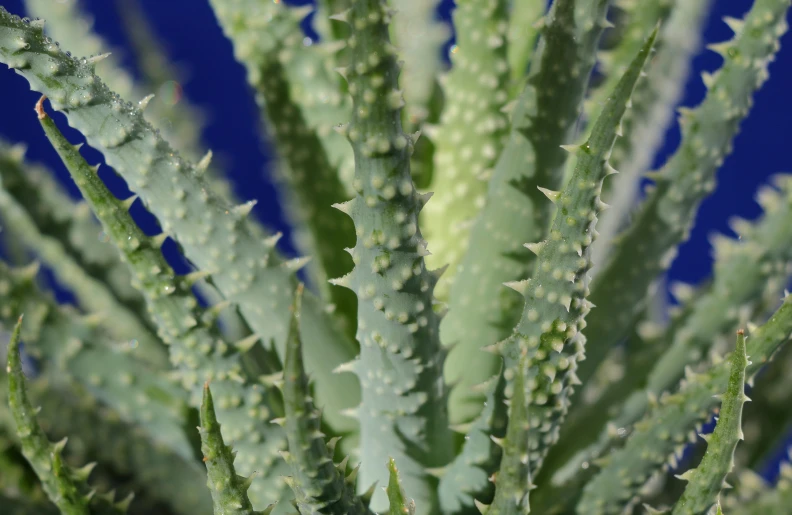 a very big plant with very small leaves