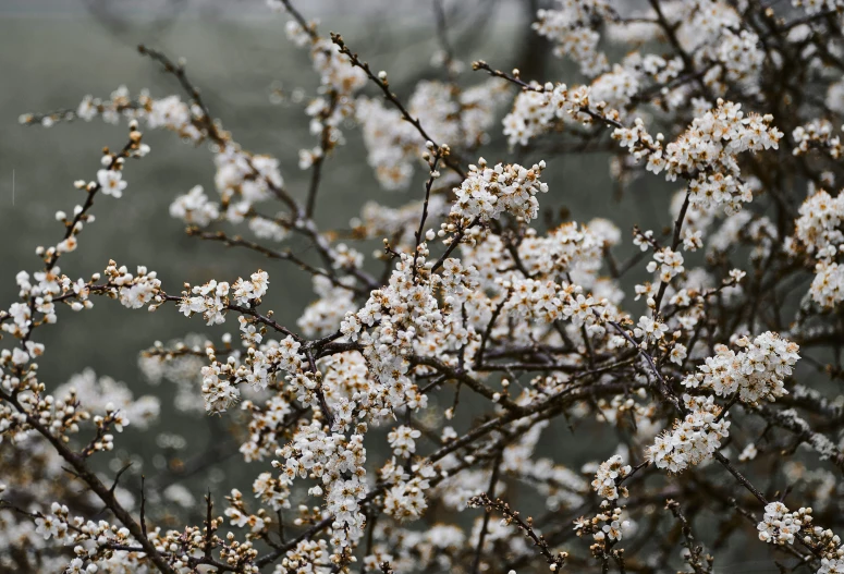 a white flower that is in a tree