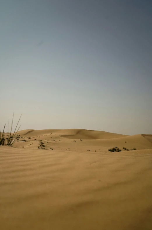 lone bird in the middle of a desert