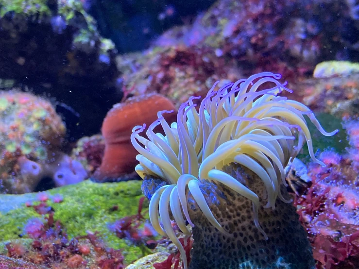anemone, sea anemon, and reef corals are grouped together