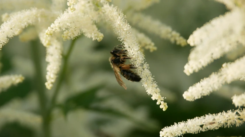 a bee is sitting on a white plant