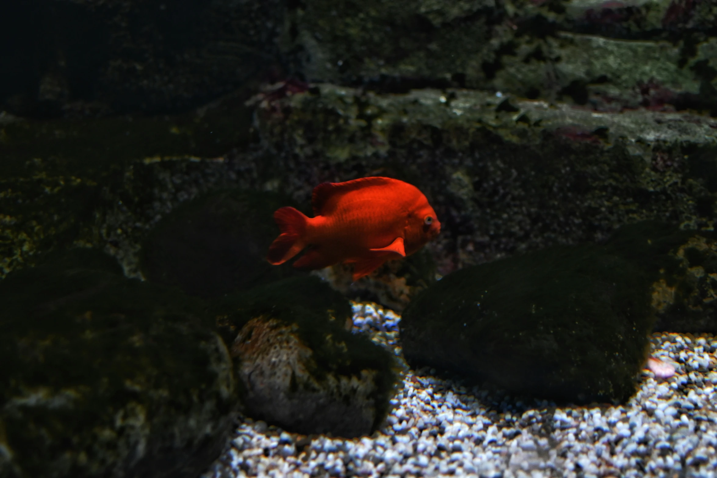 this is a red fish swimming by some black rocks