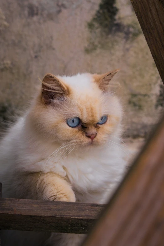 a cat sitting on top of a wooden bench