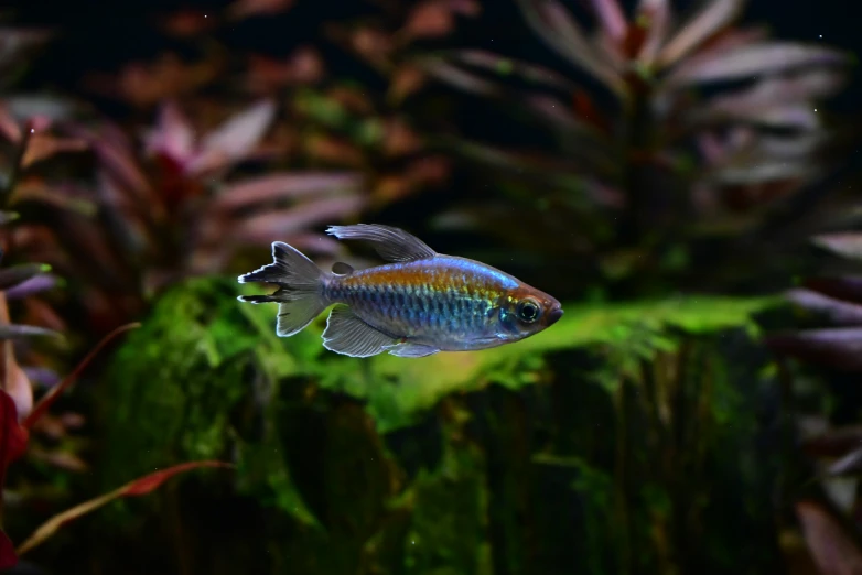 small tropical fish in an aquarium, with some vegetation nearby