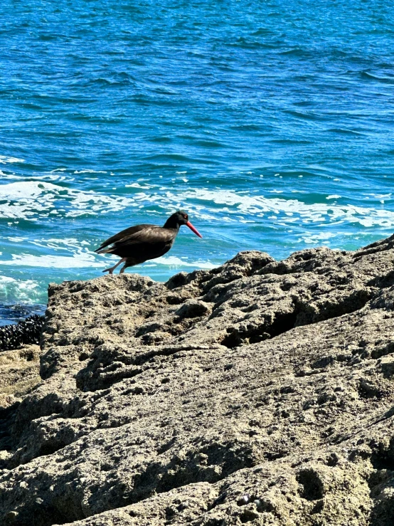 a bird sits in the sand on a beach