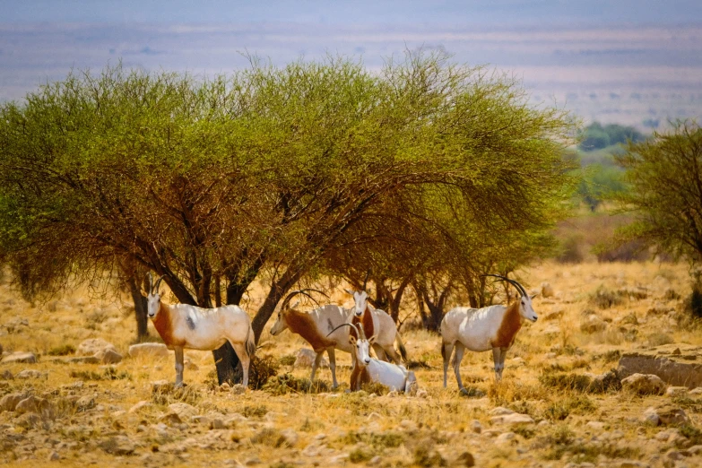 four wild animals stand in an open field