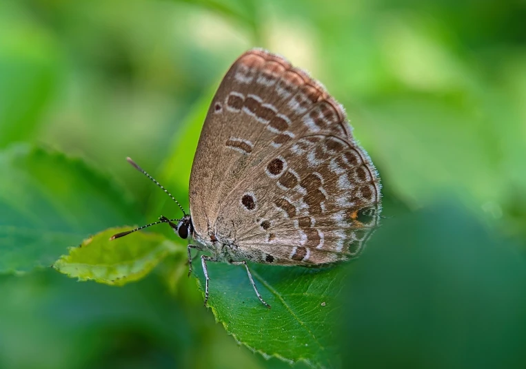 a erfly resting on a green leaf and a blurry background