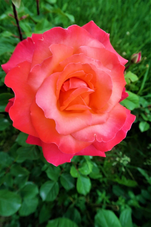 red rose in the middle of green plants