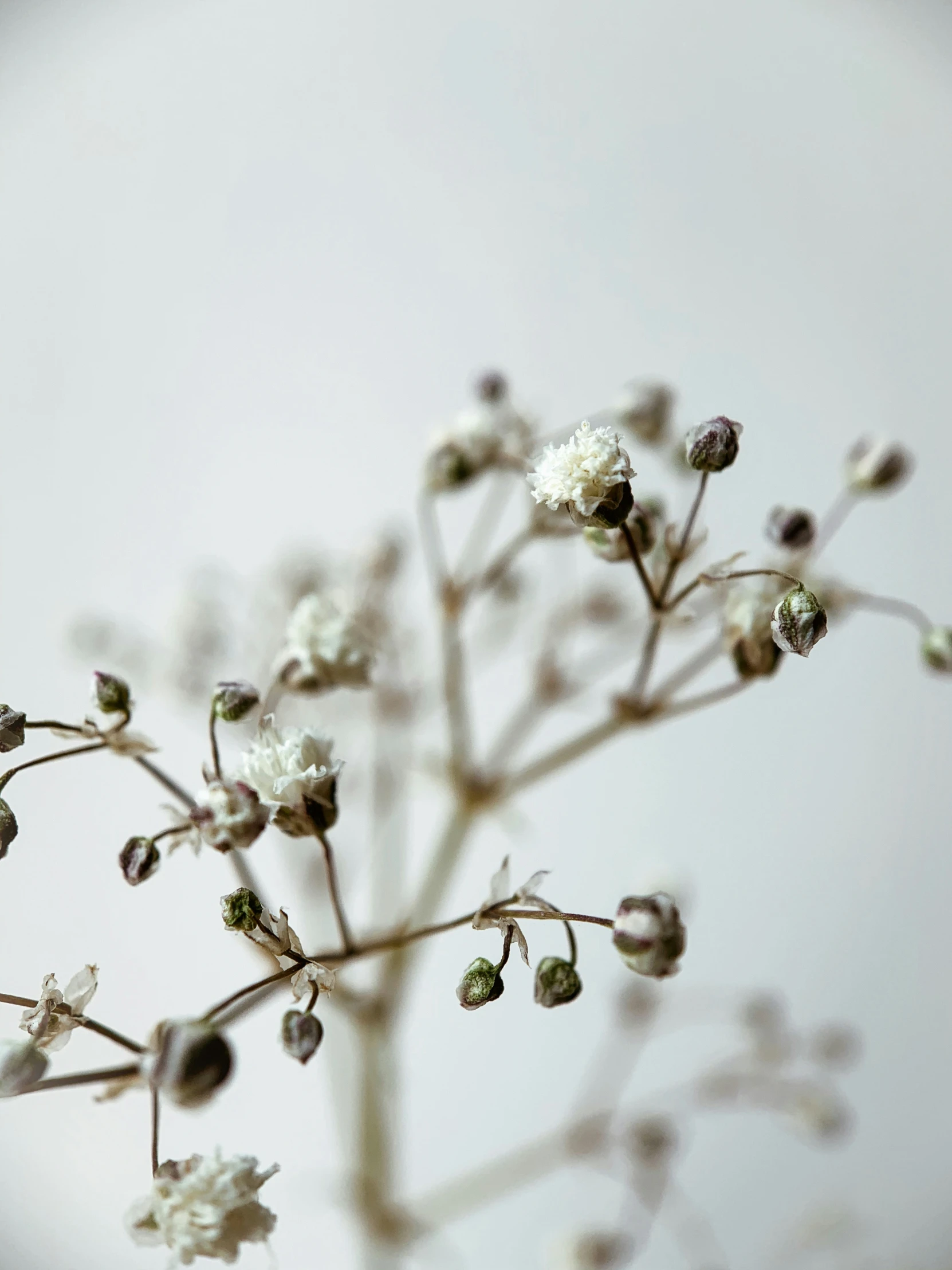 a closeup view of the flowers with many small buds