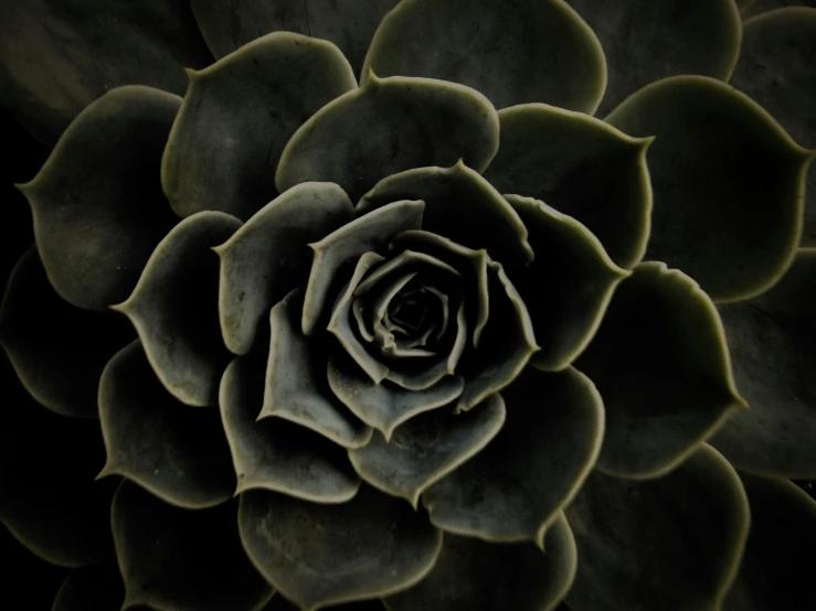 a succulent flower close up with green leaves