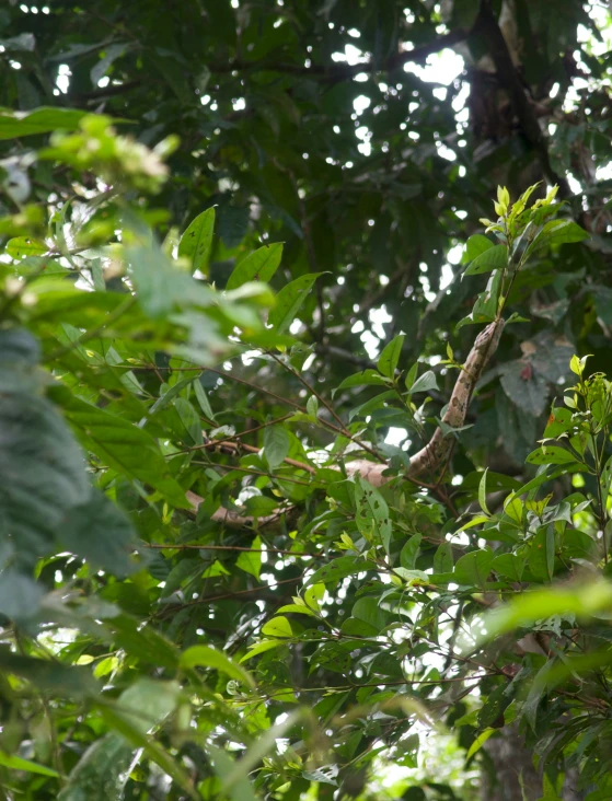 there is a bird that is sitting on a tree