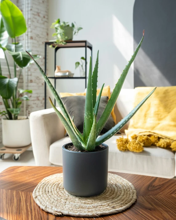 a small plant in a dark pot on the top of a table