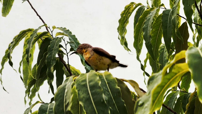 a small bird perched on top of green leaves