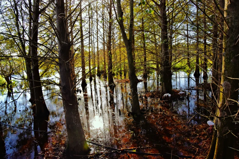 a swamp area is filled with trees in the fall