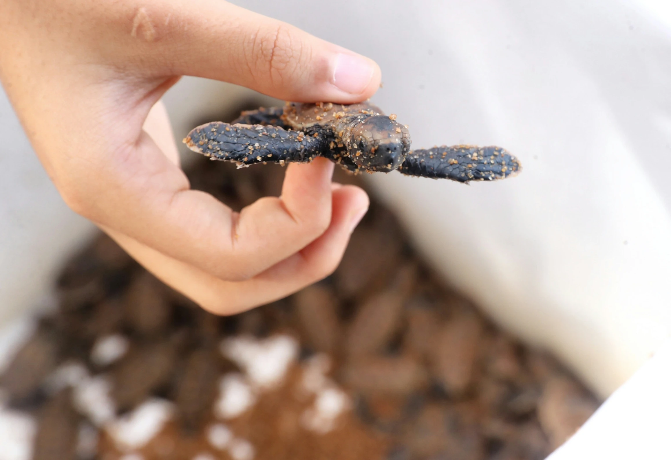 a hand holding soing from a pile of coffee beans