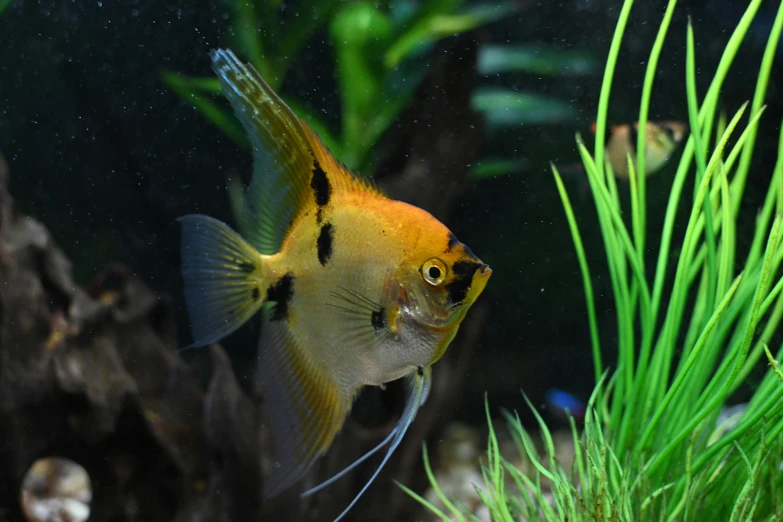 a fish sits in the middle of the water next to grass