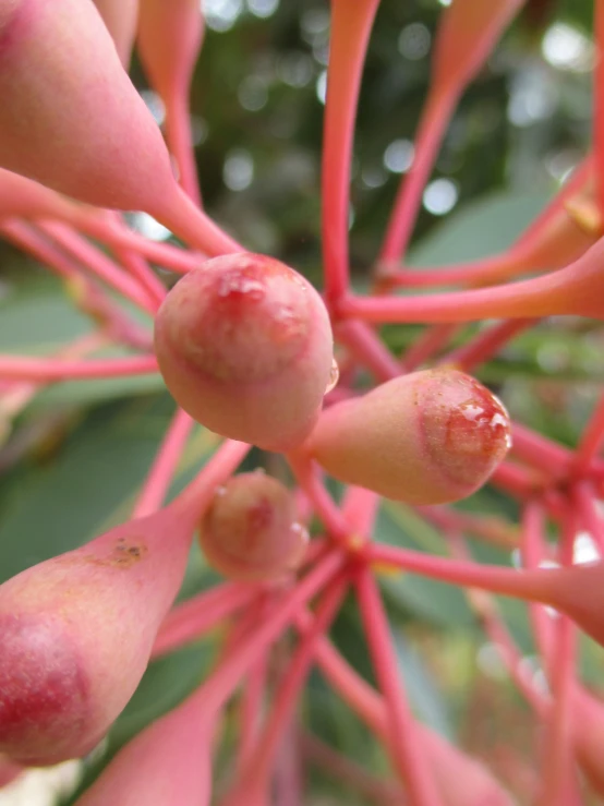 a red, large flower blooming on a tree