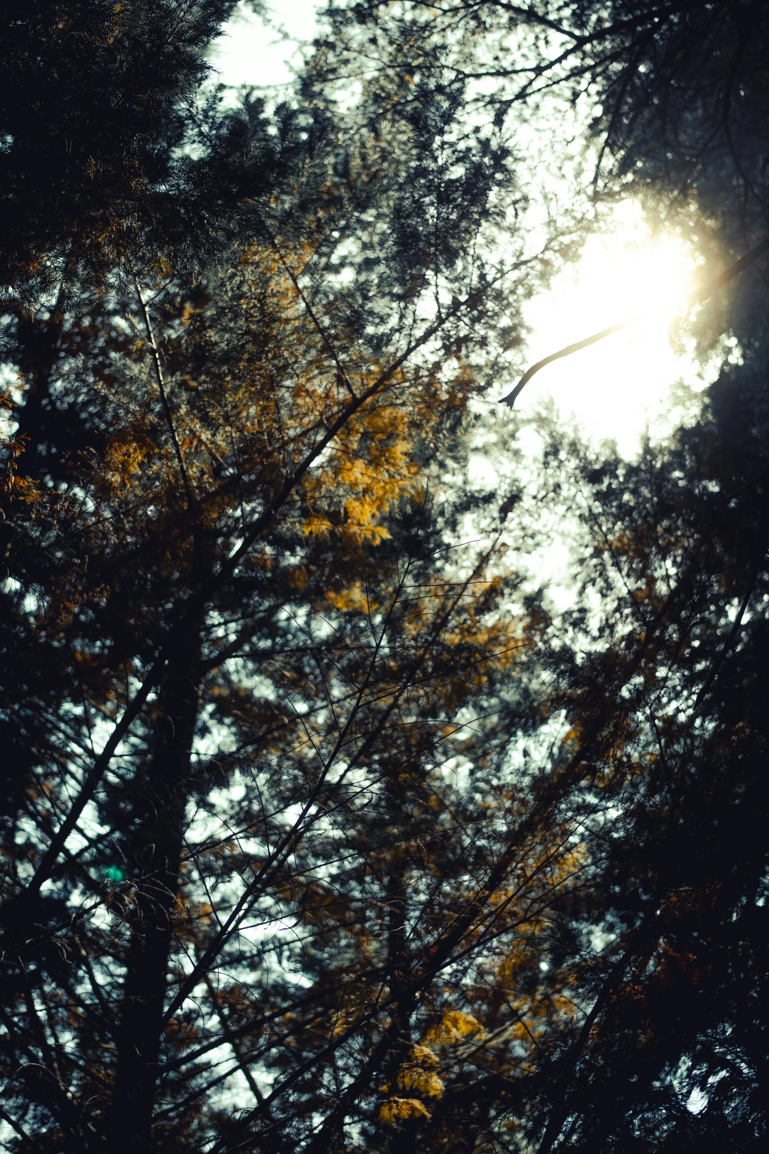 a couple of trees that are in front of a sky