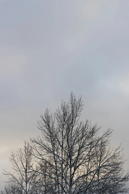 an old man looking up at a tree