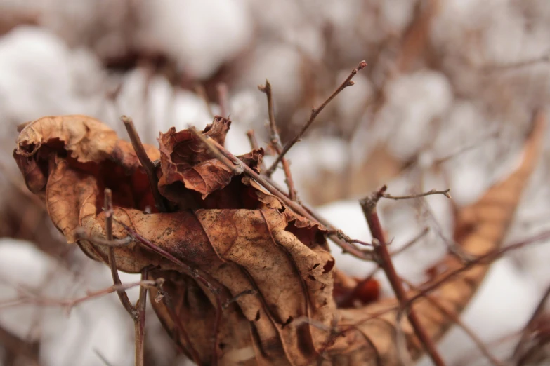 there is a dead plant with only leaves and no leaves