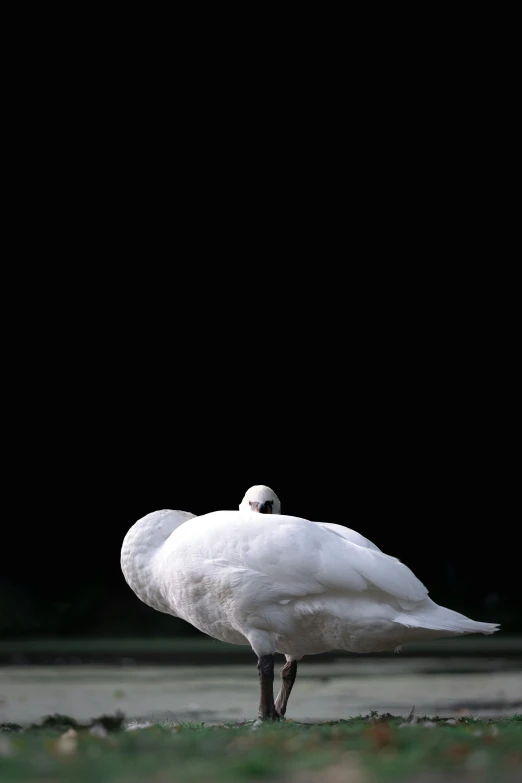 a bird standing alone in front of a black backdrop