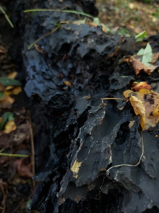 a close up of leaves and moss on the bark of a fallen tree