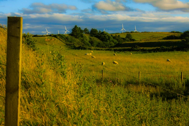 a grassy field with grazing sheep under a cloudy blue sky