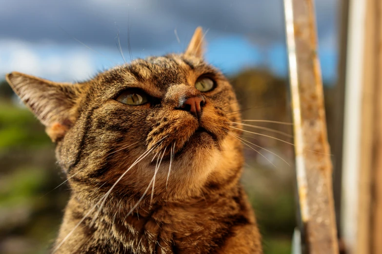 cat looking upward with eyes closed, outside