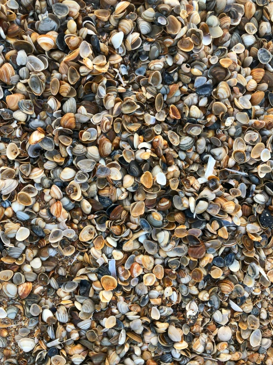 this is a picture of shells that are brown and black