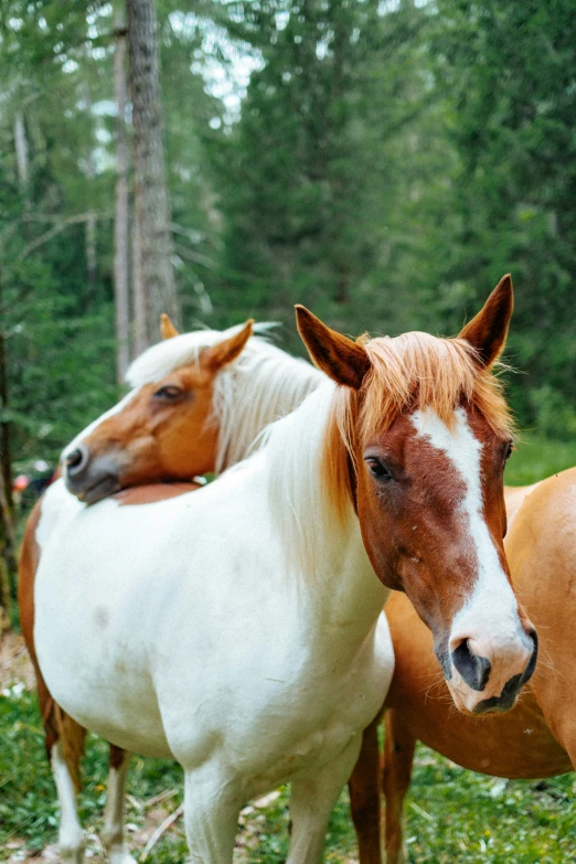 two horses in a field with trees behind them