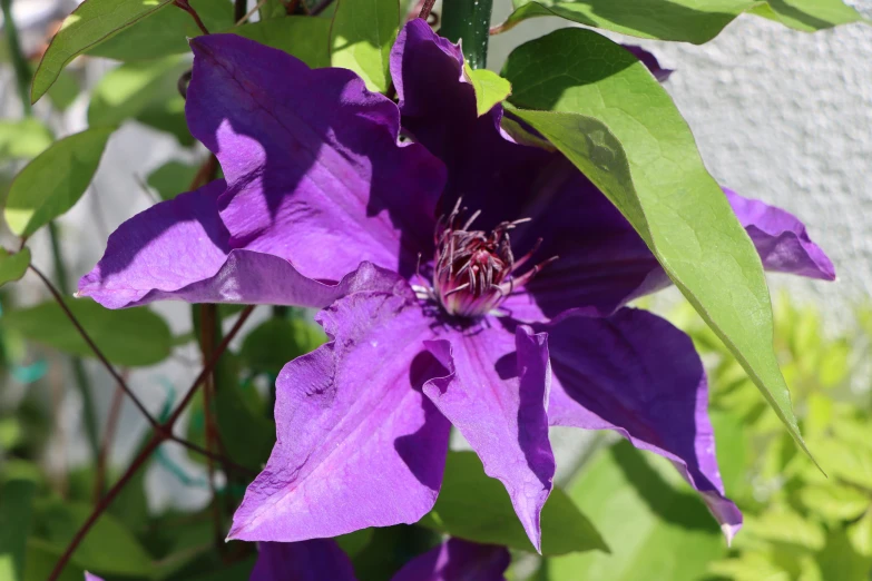 there is a purple flower that is on a plant