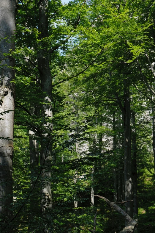 several very large trees by some very tall ones