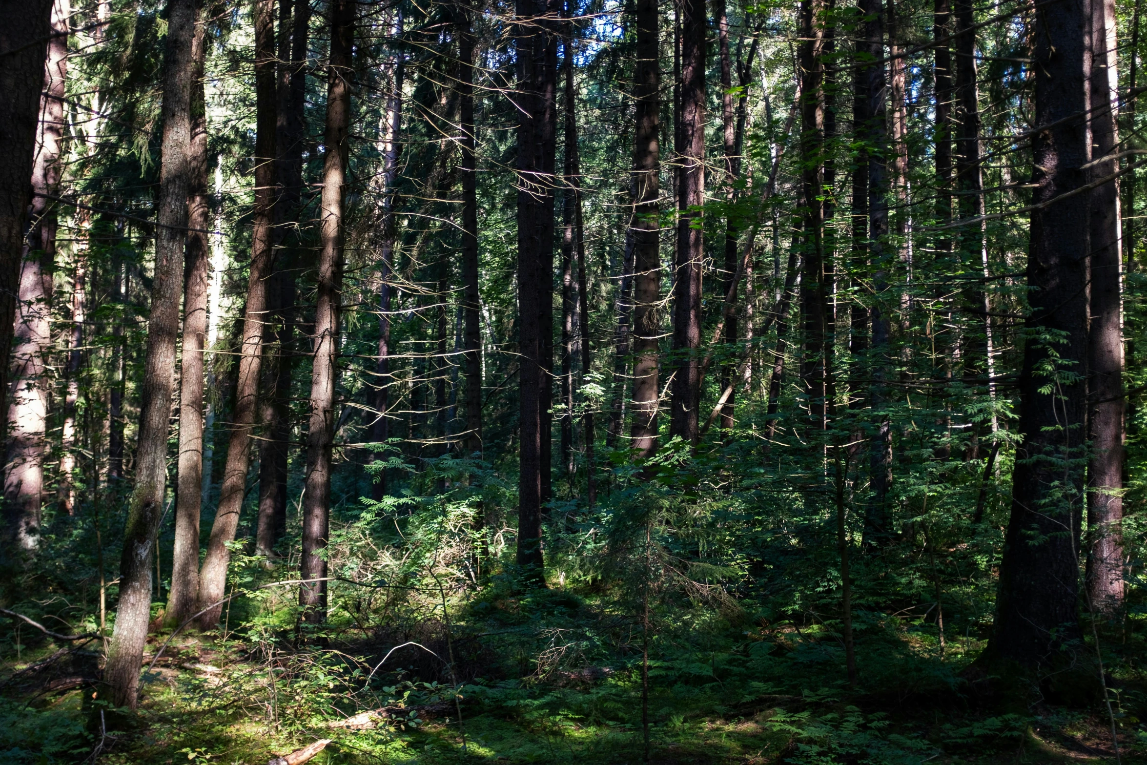 a large group of trees near one another