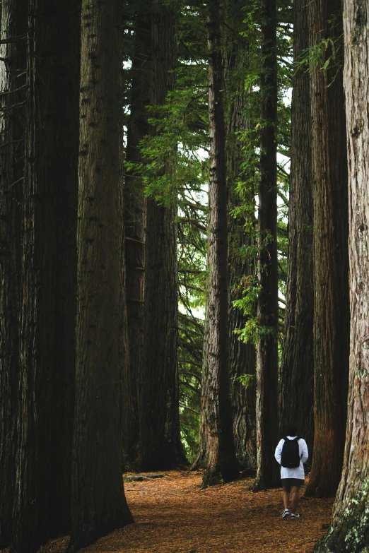 the person is walking through the pine trees