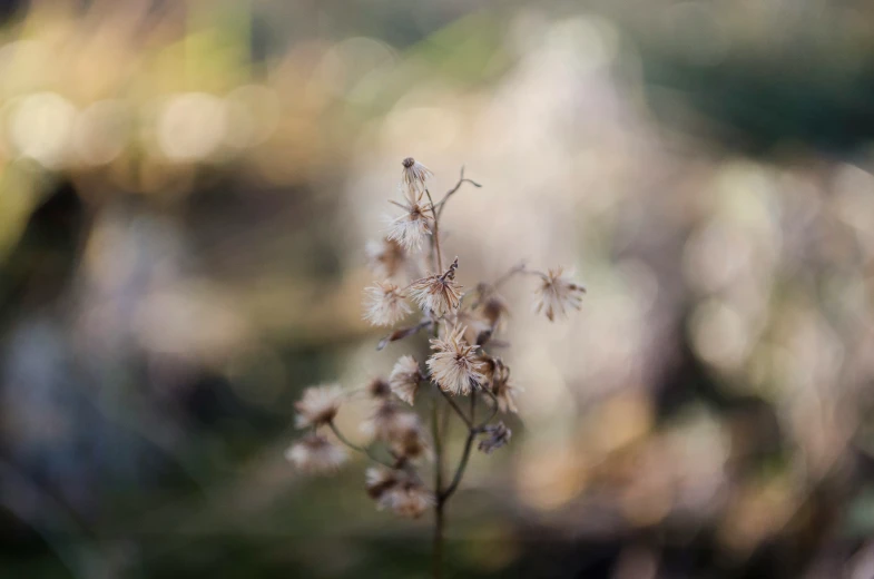 closeup image of small white and brown flowers