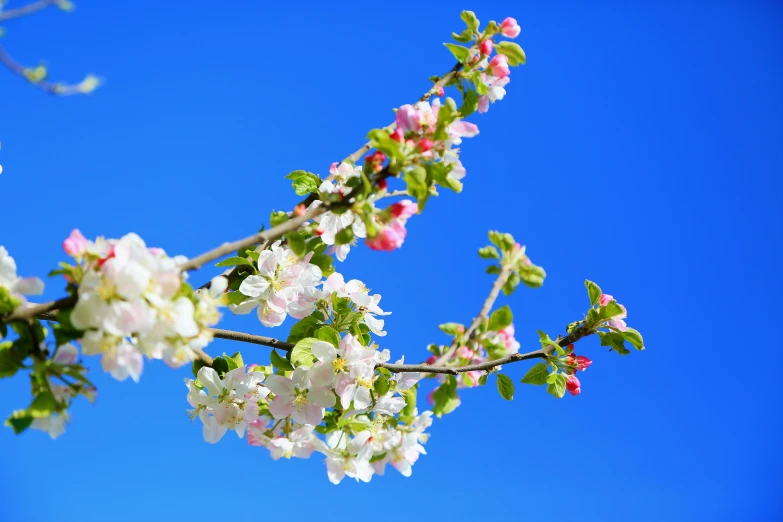 some pink, white and green blossoms on a tree