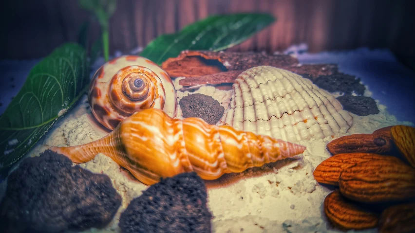 some sea shells are sitting together on the rocks