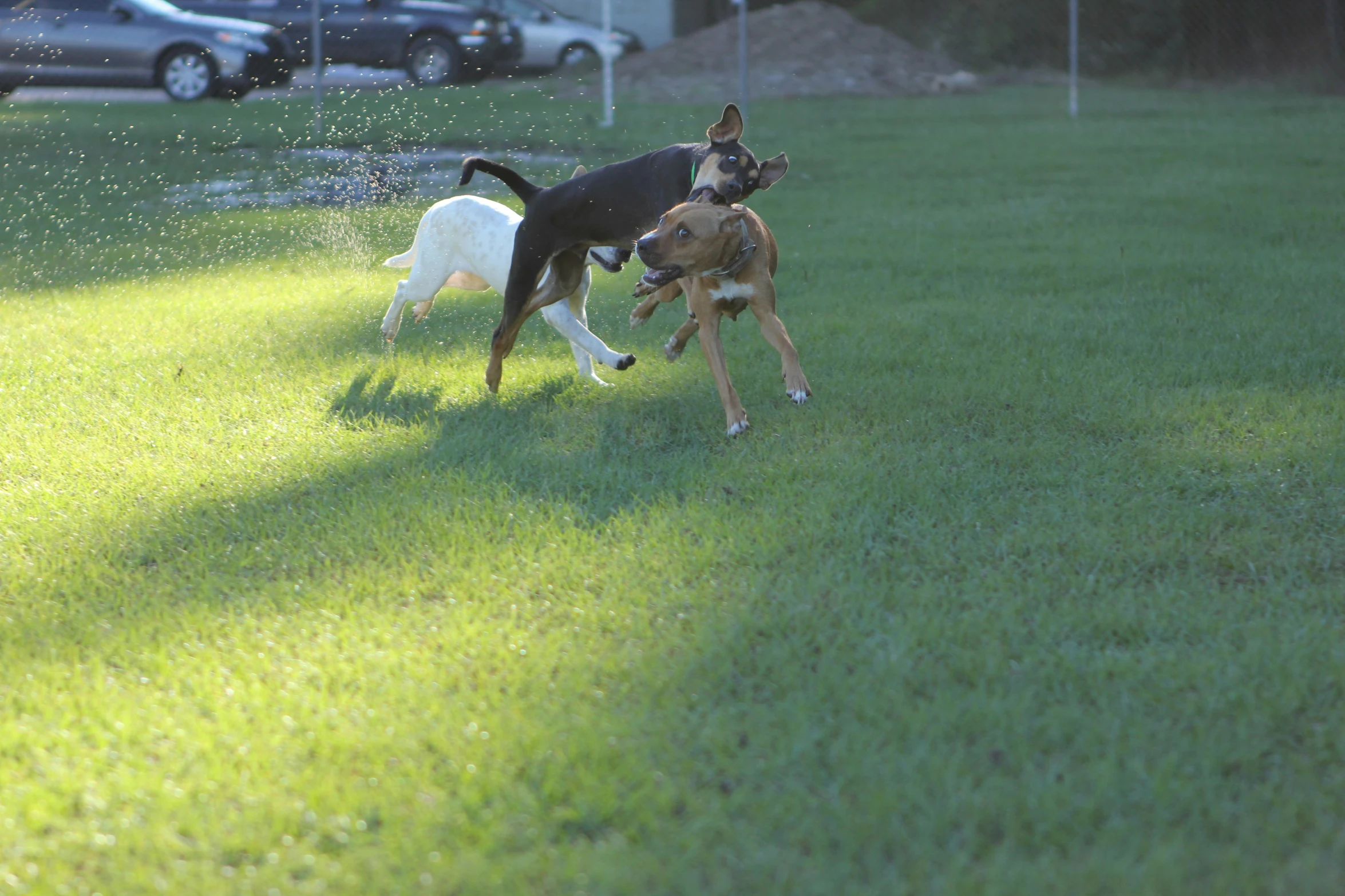 two small dogs playing with each other in the yard