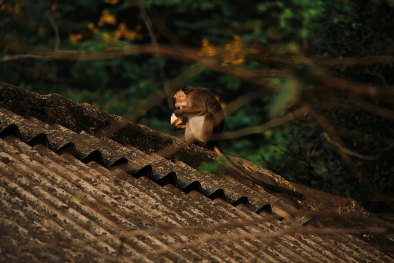 a monkey eats soing on top of a roof