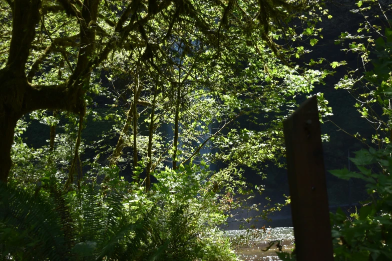 view of dense treetops, walking path and body of water through grassy area