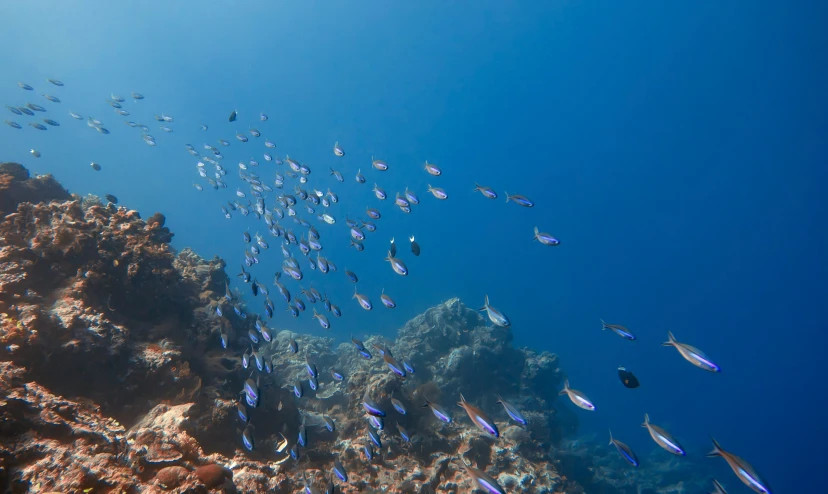 a group of fish swim over the reef