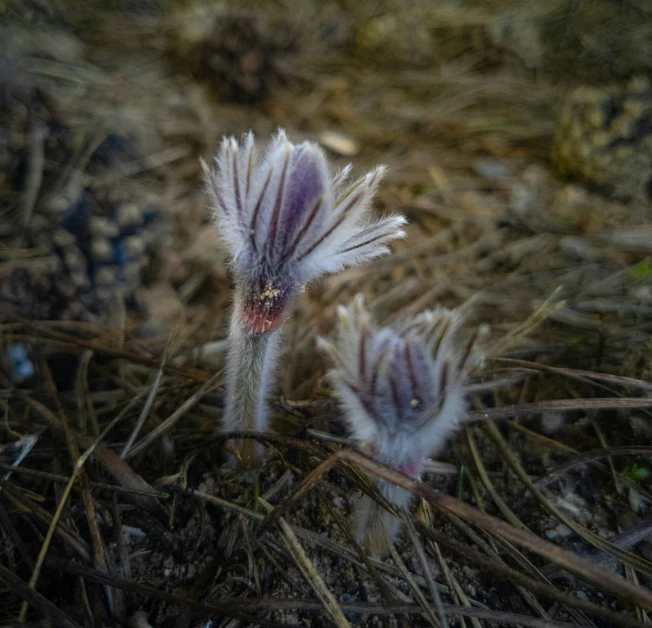 two baby animal plants sticking out of the ground