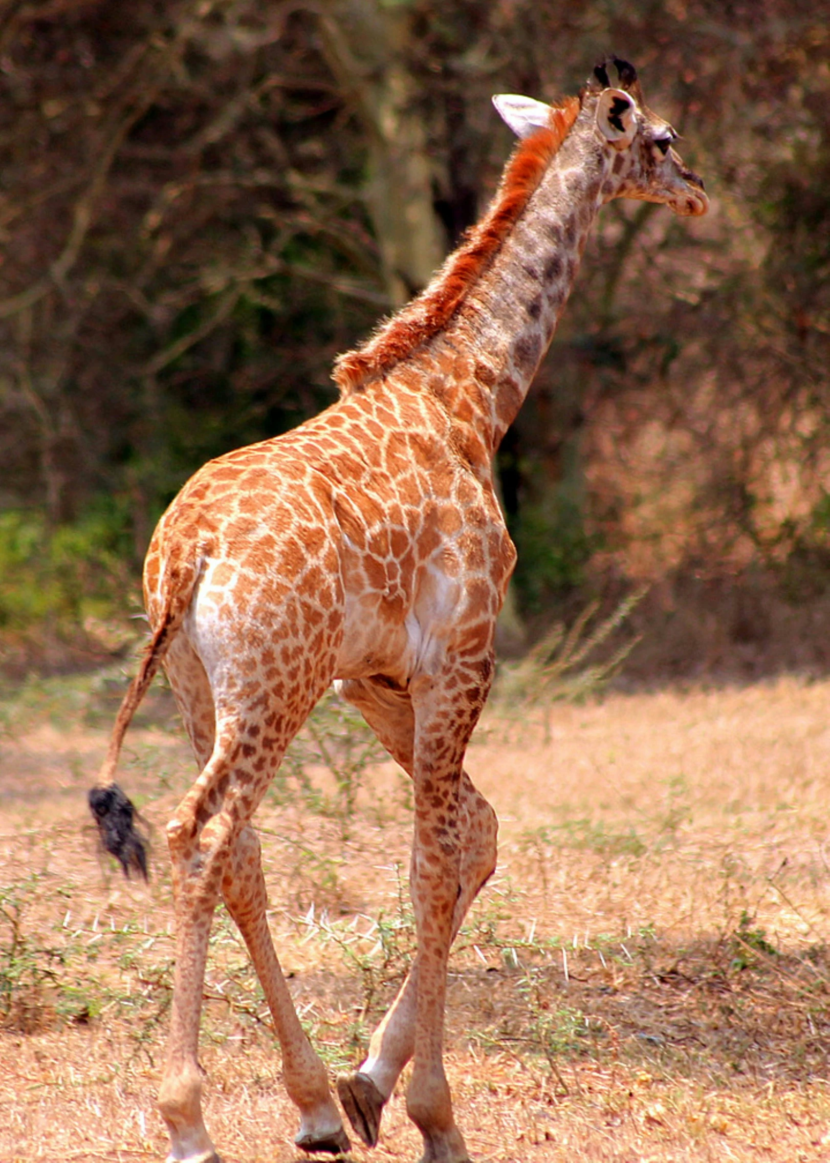 a giraffe is walking in the middle of the field