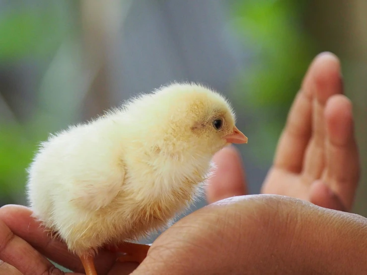 a small yellow chick on someone's hand