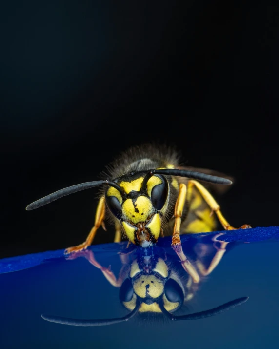 a yellow jacketed hornet on a blue table