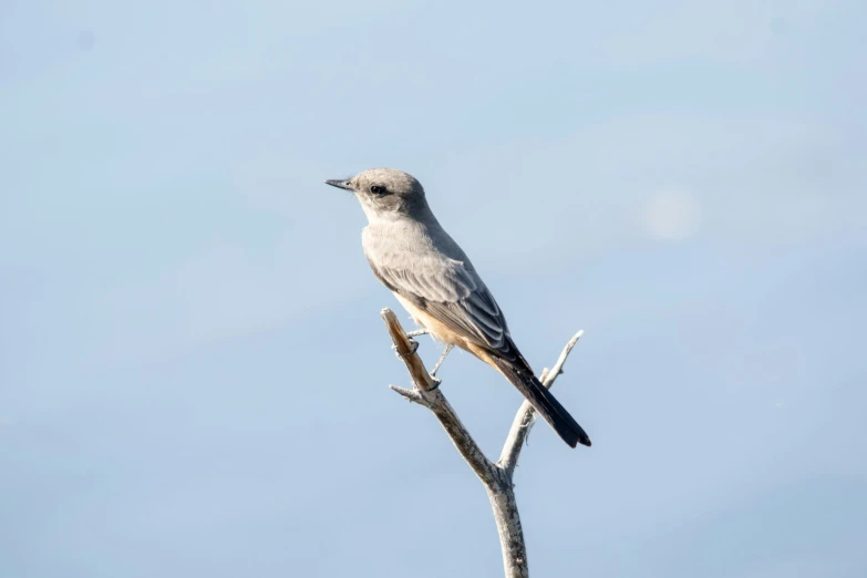 a white and brown bird standing on top of a tree nch