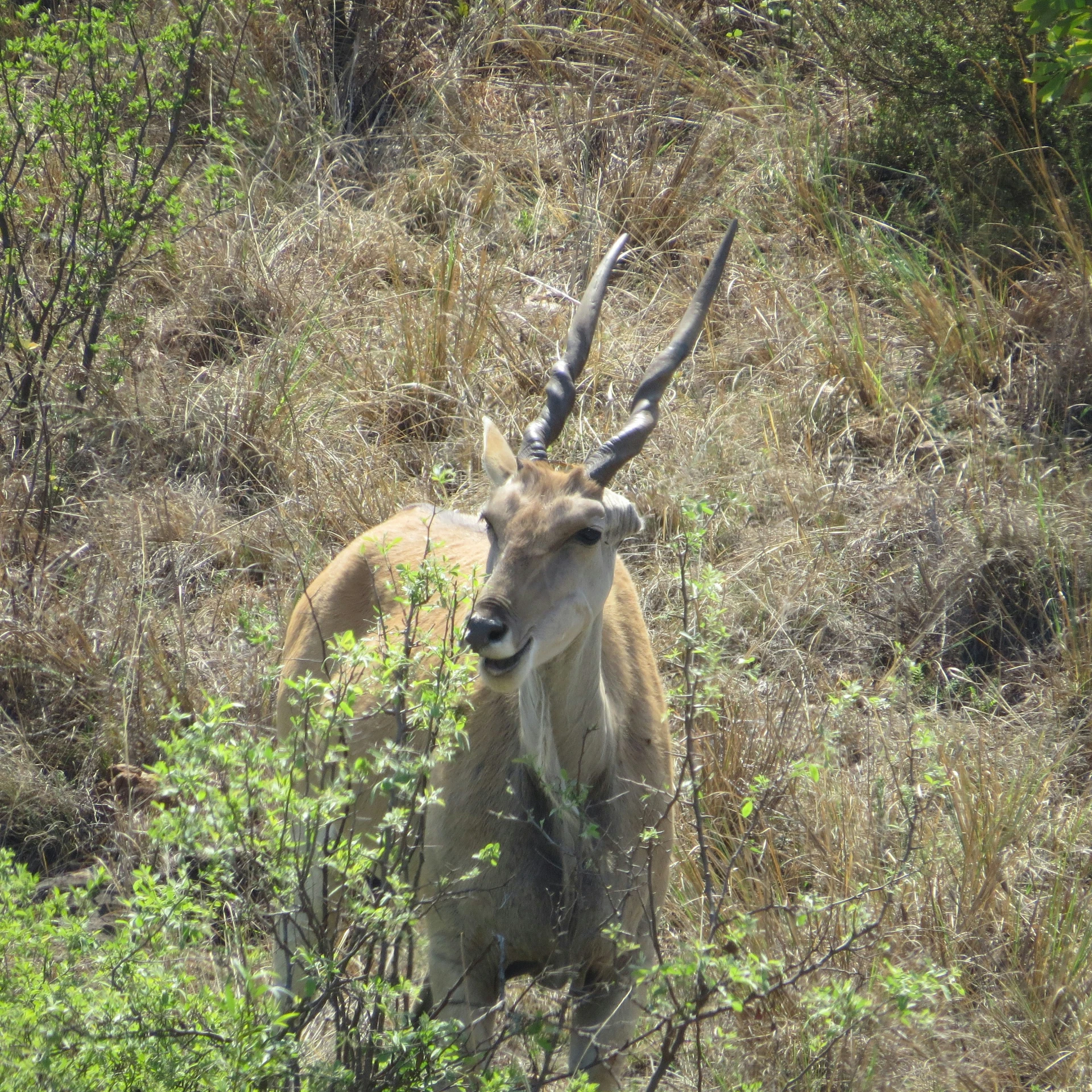 a large antelope with long horns walking through the brush